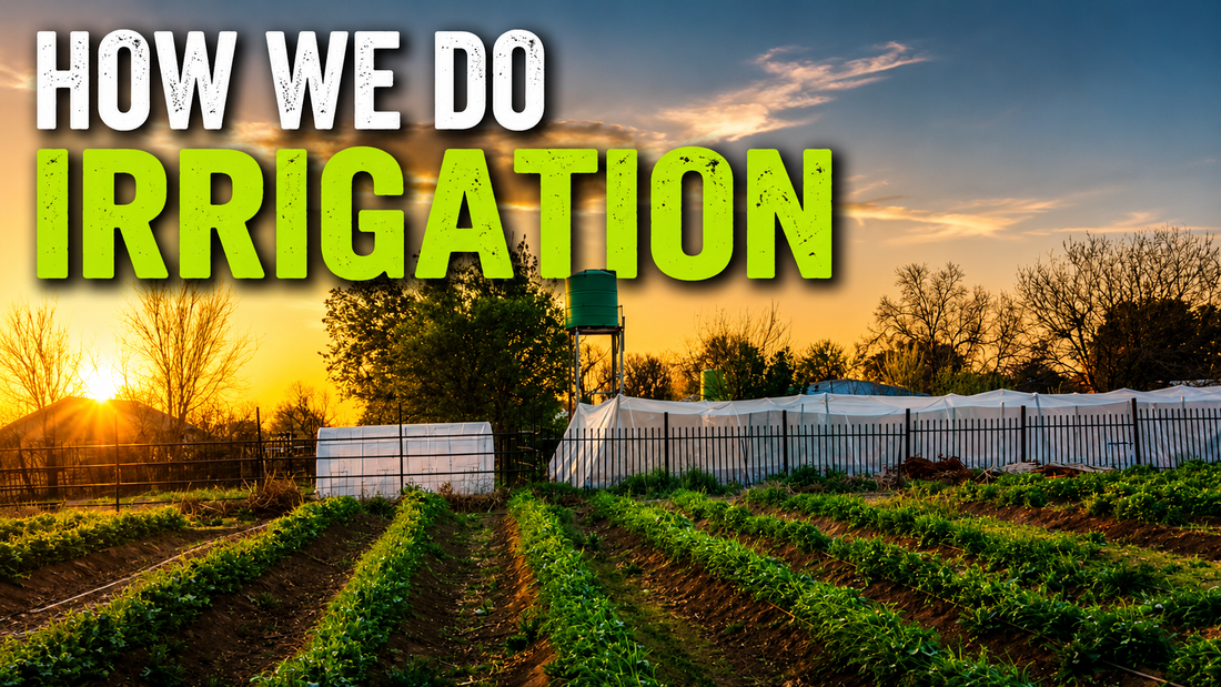 How We Irrigate Our Chilli Fields at Magical Micro Farm
